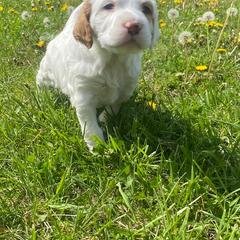 English Setter Puppies from English Setter Farms