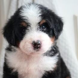 Elodie - Tri-color female Bernedoodle puppy in Folsom, Louisiana from DoodlesFarmCo