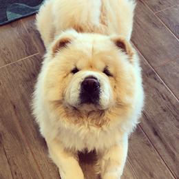 Ava - Chow Chow