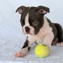 Boston Terrier Puppies from Bluewater Bostons