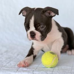 Boston Terrier Puppies from Bluewater Bostons