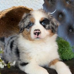 Deacon- Has Tail and Videos - Blue merle male Australian Shepherd puppy in Troy, South Carolina from Lana Corley- Australian Shepherds of 3/W Farms