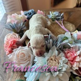 Francesca - White and black female Dalmatian puppy in Mount Vernon, Missouri from Spots & Spirals