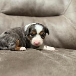 Kathleen - Fall Sale - Blue merle female Miniature Australian Shepherd puppy in Oronogo, Missouri from Dutton's Show Me Farms