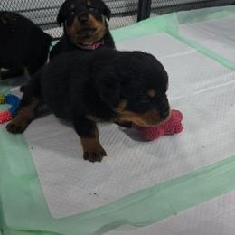 Anya - Black and mahogany female Rottweiler puppy in Live Oak, Florida from K&R RANCH KENNELS