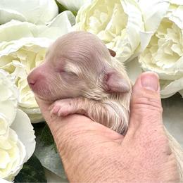 London - Cream female Dachshund puppy in Exeter, California from Sawtooth Miniature Dachshunds