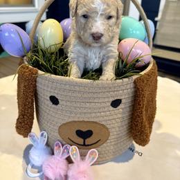 Bernedoodle, Cavalier King Charles Spaniel, and Poodle Puppies from Ellas.Pups (Bernedoodles & Cavapoos)
