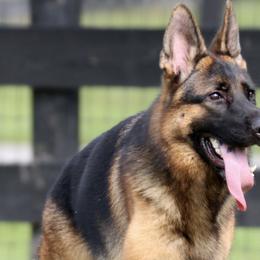 Ysabel - German Shepherd