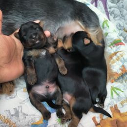 Yorkshire Terrier Puppies from Twilights Yorkies FL