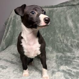 Olive - White and black female Italian Greyhound puppy in Haywood, Kentucky from Kentucky Greyhounds
