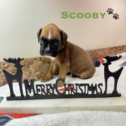 Scooby - Fawn male Boxer puppy in Cicero, New York from MK Boxer Haven of CNY