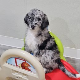 Aussiedoodle Puppies from B's Aussiedoodles