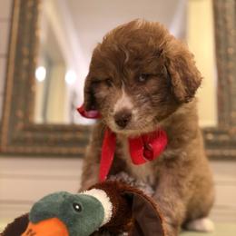 Heath - Red merle male Aussiedoodle puppy in Sheridan, Arkansas from Runnin’ Wild Ranch Aussies