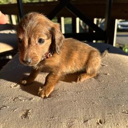 Brown collar brindle boy - Brindle male Dachshund puppy in Statesville, North Carolina from Kmh Southern Dachshunds