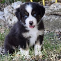 Caliber - Black tri male Miniature Australian Shepherd puppy in Evant, Texas from Lazy VT Bar Ranch