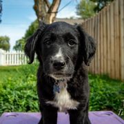 Border Collie, Golden Retriever, and Sporty Mix Puppies from Turbo Border Collies & Coltrievers