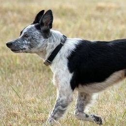 Border Collies and Maremma Sheepdogs from Hope's Farm