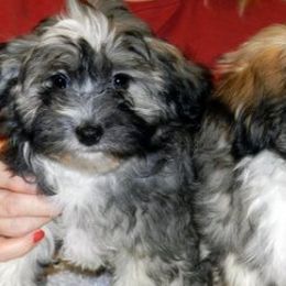 Havanese from Kimbriel