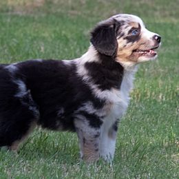 Miniature Australian Shepherd Puppies from Sand Dollar Aussies