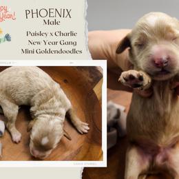 Phoenix - Red  male Goldendoodle puppy in Hilton, New York from The House of Goldendoodle