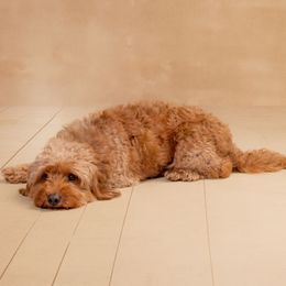 Lemon - Goldendoodle