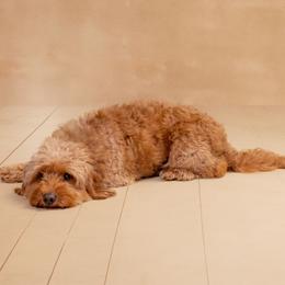 Lemon - Goldendoodle