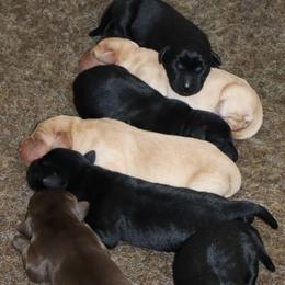 Doodle - Yellow female Labrador Retriever puppy in Camden, Indiana from Camden's Caring Canines
