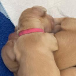Lainey - Cream female Dachshund puppy in Lake Mary, Florida from Lakeside Doxies