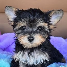 Reesa - Black and tan female Yorkipoo puppy in Lebanon, Kentucky from Mosaic Merle Doodles