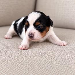 Lucky - Chocolate, tan and white male Yorkshire Terrier puppy in Jacksonville, Florida from Yorktown Yorkies