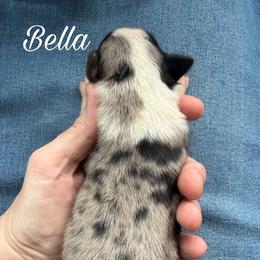 Bella - Blue merle female Miniature Australian Shepherd puppy in Sandy Hook, Kentucky from RidgeTop Aussies