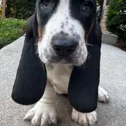 Utah - Black tan and white Basset Hound puppy in Cleveland, Tennessee from Smokey Mtn Bassets