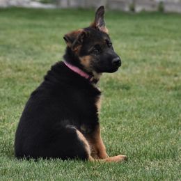 German Shepherd Puppies from Carner German Shepherds