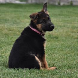 German Shepherd Puppies from Carner German Shepherds