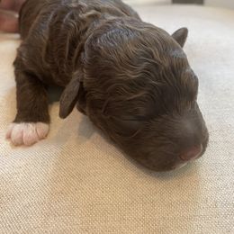 Lagotto Romagnolo Puppies from Southern Lagotto