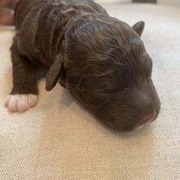 Lagotto Romagnolo Puppies from Southern Lagotto