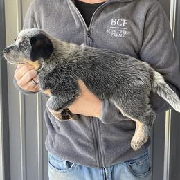 River - Female 2 - Blue female Australian Cattle Dog puppy in Jefferson, South Carolina from Blue Creek Farms