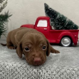 Boy 1 - Chocolate male Dachshund puppy in Waycross, Georgia from Southern Paws
