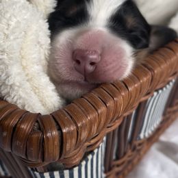 Bernese Mountain Dog Puppies from Summit Soulmate