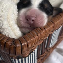 Bernese Mountain Dog Puppies from Summit Soulmate