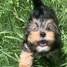 Yorkshire Terriers from Schererpups