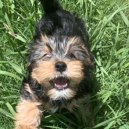 Yorkshire Terriers from Schererpups