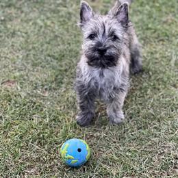 Cairn Terrier Puppies from Luckenbooth Cairns