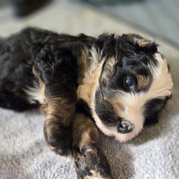 Whiskey - Tri-color male Bernedoodle puppy in Malden, Illinois from Doting Doodles