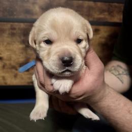 Duke - Yellow male Labrador Retriever puppy in Kossuth, Pennsylvania from Barrett Farm Labradors