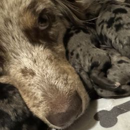 Aussiedoodles, Bernedoodles, and Goldendoodles from B&K Doodles, LLC