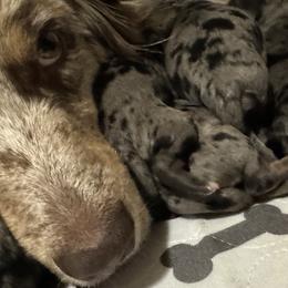 Aussiedoodles, Bernedoodles, and Goldendoodles from B&K Doodles, LLC