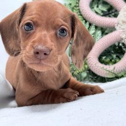 Will - Dapple male Dachshund puppy in Lynn, Indiana from StorSma Farms