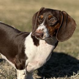 Leia - Dachshund