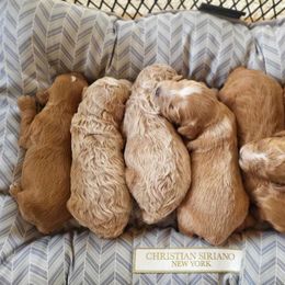 Cavapoo and Dachshund Puppies from Barnyard Dachshunds, Dals & Doodles